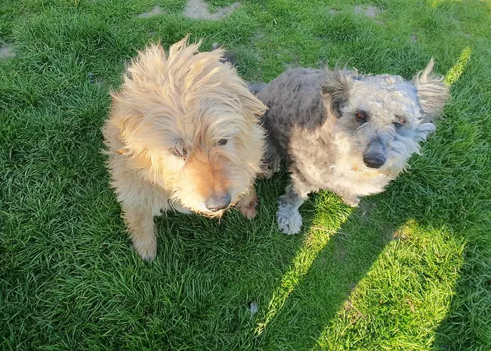 Bacshegyi Vendeghaz 1 *